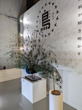 特別展「鳥 ～ゲノム解析が解き明かす新しい鳥類の系統～」国立科学博物館に投稿された画像（2025/2/16）