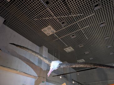 特別展「鳥 ～ゲノム解析が解き明かす新しい鳥類の系統～」国立科学博物館に投稿された画像（2025/2/16）