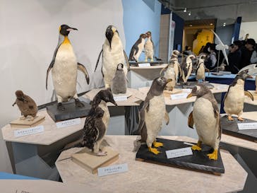 特別展「鳥 ～ゲノム解析が解き明かす新しい鳥類の系統～」国立科学博物館に投稿された画像（2025/2/16）