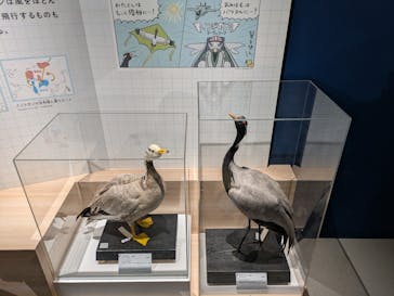 特別展「鳥 ～ゲノム解析が解き明かす新しい鳥類の系統～」国立科学博物館に投稿された画像（2025/2/16）