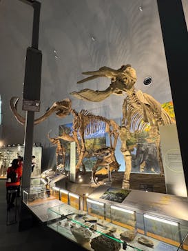 福井県立恐竜博物館に投稿された画像（2025/2/16）