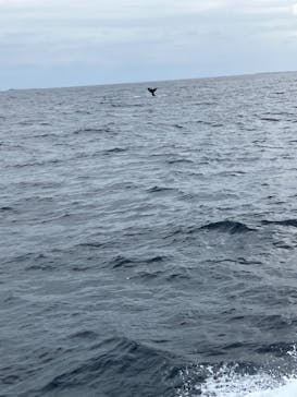 セルリアンブルーに投稿された画像（2025/2/16）