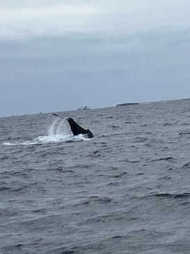 セルリアンブルーに投稿された画像（2025/2/16）