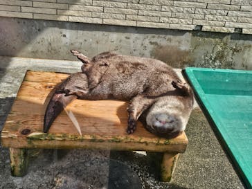 下田海中水族館に投稿された画像（2025/2/16）