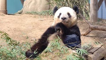 恩賜上野動物園に投稿された画像（2025/2/16）