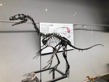 福井県立恐竜博物館に投稿された画像（2025/2/16）