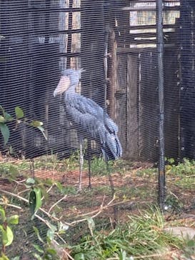恩賜上野動物園に投稿された画像（2025/2/16）