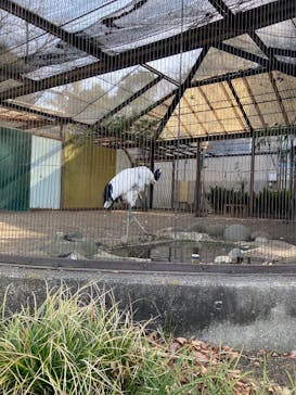 恩賜上野動物園に投稿された画像（2025/2/16）