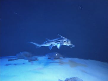 サンシャイン水族館に投稿された画像（2025/2/16）