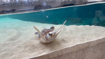 鴨川シーワールドに投稿された画像（2025/2/16）