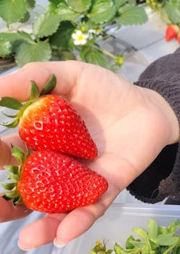 すごう農園直売所ピアッツァに投稿された画像（2025/2/16）