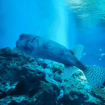 アクアワールド茨城県大洗水族館に投稿された画像（2025/2/16）