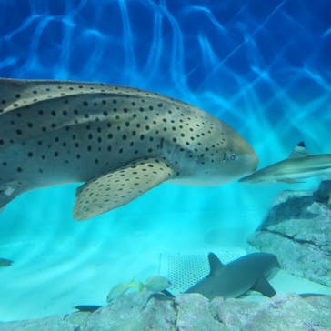 アクアワールド茨城県大洗水族館に投稿された画像（2025/2/16）