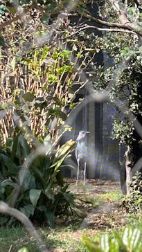 恩賜上野動物園に投稿された画像（2025/2/16）