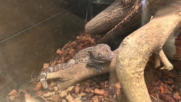 恩賜上野動物園に投稿された画像（2025/2/16）