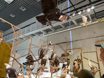 特別展「鳥 ～ゲノム解析が解き明かす新しい鳥類の系統～」国立科学博物館に投稿された画像（2025/2/16）