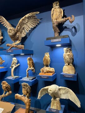 特別展「鳥 ～ゲノム解析が解き明かす新しい鳥類の系統～」国立科学博物館に投稿された画像（2025/2/16）