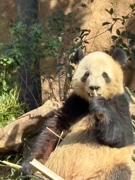 恩賜上野動物園に投稿された画像（2025/2/16）