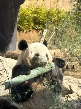 恩賜上野動物園に投稿された画像（2025/2/16）