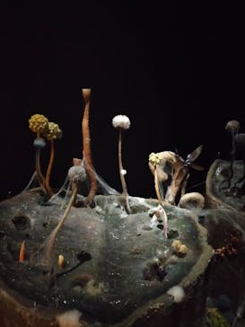 金曜ロードショーとジブリ展　三重展に投稿された画像（2025/2/16）