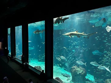 マリンワールド海の中道に投稿された画像（2025/2/16）