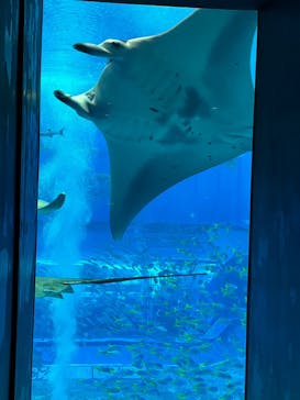 沖縄美ら海水族館に投稿された画像（2025/2/16）