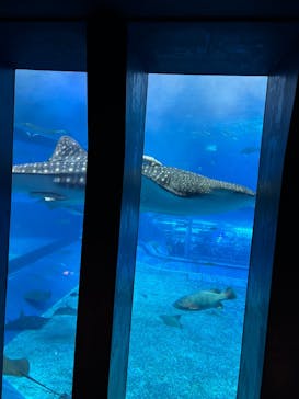 沖縄美ら海水族館に投稿された画像（2025/2/16）