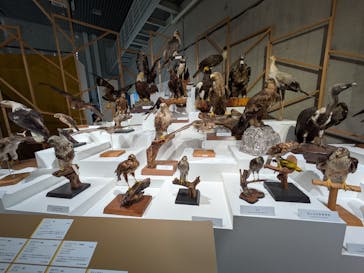 特別展「鳥 ～ゲノム解析が解き明かす新しい鳥類の系統～」国立科学博物館に投稿された画像（2025/2/16）