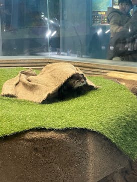 のとじま水族館に投稿された画像（2025/2/16）