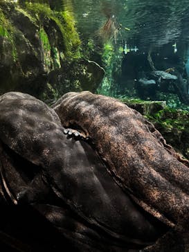 京都水族館に投稿された画像（2025/2/16）