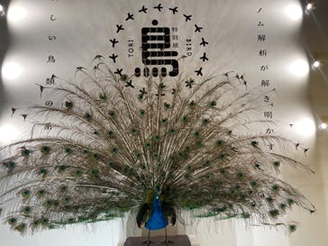 特別展「鳥 ～ゲノム解析が解き明かす新しい鳥類の系統～」国立科学博物館に投稿された画像（2025/2/16）