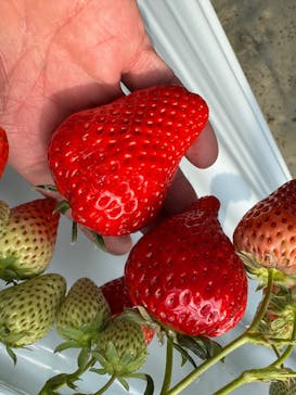 お陽様農園に投稿された画像（2025/2/16）