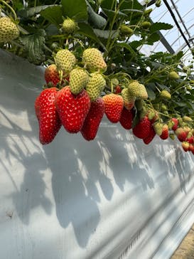 お陽様農園に投稿された画像（2025/2/16）