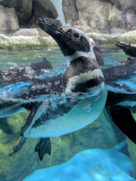 横浜・八景島シーパラダイスに投稿された画像（2025/2/16）