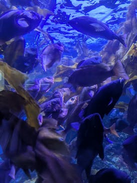 横浜・八景島シーパラダイスに投稿された画像（2025/2/16）