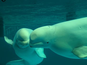 横浜・八景島シーパラダイスに投稿された画像（2025/2/16）