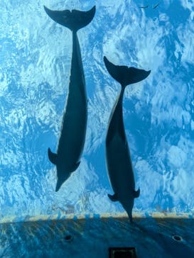 横浜・八景島シーパラダイスに投稿された画像（2025/2/16）