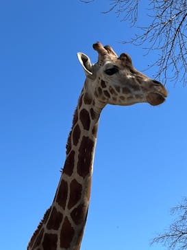 宇都宮動物園に投稿された画像（2025/2/16）