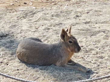 日立市かみね動物園に投稿された画像（2025/2/16）