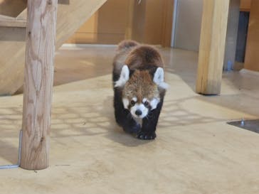 日立市かみね動物園に投稿された画像（2025/2/16）