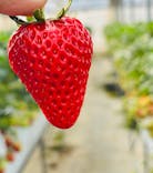 お陽様農園に投稿された画像（2025/2/16）