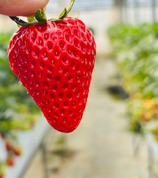 お陽様農園に投稿された画像（2025/2/16）