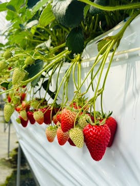 お陽様農園に投稿された画像（2025/2/16）