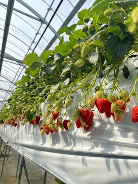 お陽様農園に投稿された画像（2025/2/16）