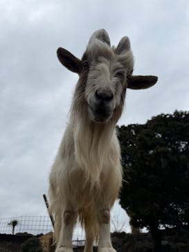 伊豆シャボテン動物公園に投稿された画像（2025/2/16）