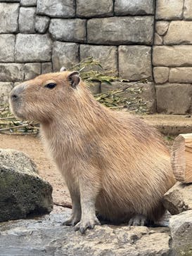 伊豆シャボテン動物公園に投稿された画像（2025/2/16）