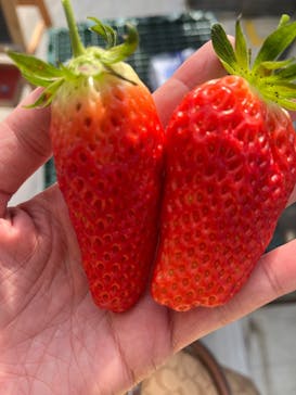 株式会社こまち野に投稿された画像（2025/2/16）