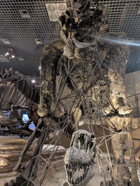 国立科学博物館に投稿された画像（2025/2/16）