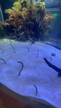 名古屋港水族館に投稿された画像（2025/2/16）