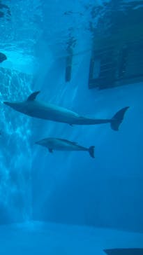 名古屋港水族館に投稿された画像（2025/2/16）